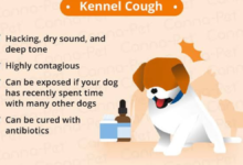 why is my dog coughing