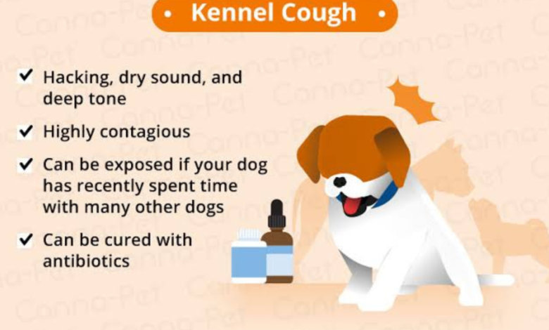 why is my dog coughing